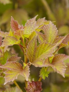 Viorne trilobée - Viburnum trilobum Bailey Compact®