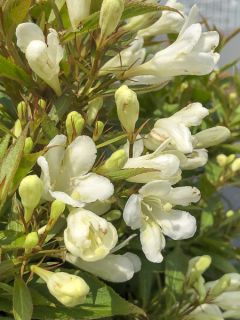 Weigela Picobella Bianco - Weigélia nain