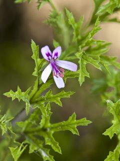 Pelargonium odorant pseudoglutinosum - Géranium botanique parfum balsamique