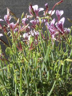 Pelargonium tetragonum - Géranium botanique