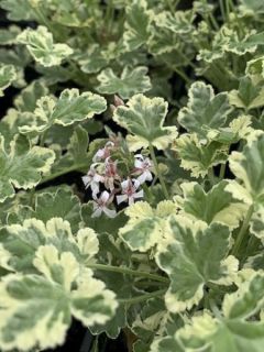 Pelargonium odorant fragrans Variegatum - Géranium parfum pin maritime
