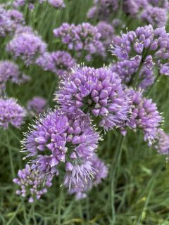 Ail d'ornement - Allium senescens Lisa Blue