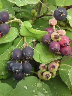 Amelanchier alnifolia Greatberry Garden ou Northline