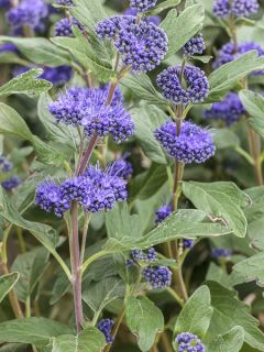 Caryopteris x clandonensis Blauer Spatz (Oiseau Bleu)