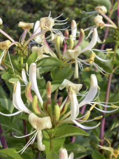 Chèvrefeuille hybride - Lonicera Blond & Beyond (Honey Baby) Chèvrefeuille hybride - Lonicera Blond & Beyond (Honey Baby)