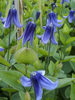Clématite - Clematis integrifolia Baby Blue