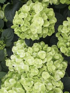 Hortensia - Hydrangea macrophylla Verdi