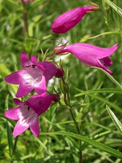 Galane 'Sunburst Ruby'