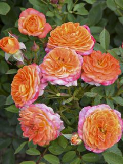 Rosier à fleurs groupées Don Pacello (Pandocell)