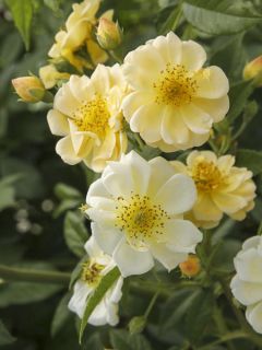 Rosier grimpant Siluetta Sunny