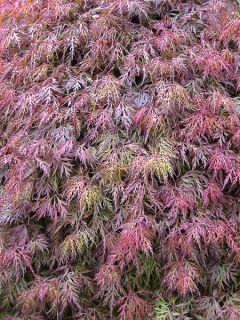 Érable du Japon 'Orangeola' Pot de 12L/15L