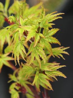 Erable du Japon - Acer palmatum Sharp's Pygmy