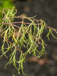 Bouleau pleureur - Betula pendula Karaca Bouleau pleureur - Betula pendula Karaca