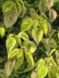 Cornus kousa Blooming Merry Tetra - Cornouiller hybride