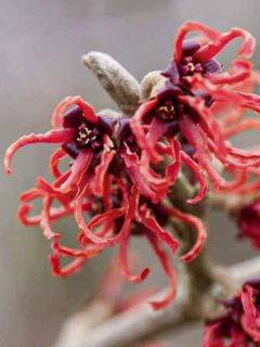 Hamamelis (x) intermedia Rubin - Noisetier de sorcière Hamamelis (x) intermedia Rubin - Noisetier de sorcière