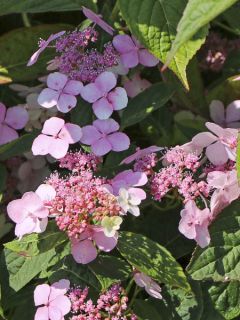 Hortensia - Hydrangea serrata Koreana
