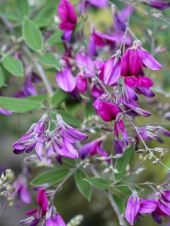Lespedeza thunbergii Gibraltar - Trèfle en arbre