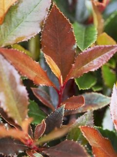 Photinia 'Red Balcoon'