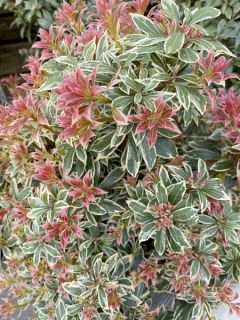 Andromède du Japon - Pieris japonica Little Frosty