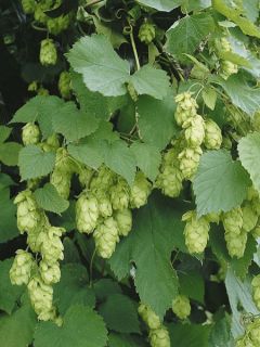 Glaïeul ou Gladiolus Spic & Span