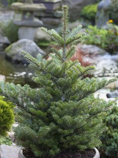 Sapin de Corée nain - Abies koreana Molli