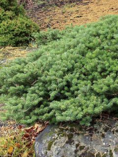 Sapin de Corée nain - Abies koreana Green Carpet