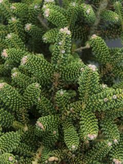 Sapin de Corée nain - Abies koreana Oberon