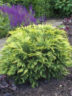 Chamaecyparis lawsoniana Sunkist - Cyprès de Lawson nain