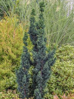 Chamaecyparis lawsoniana Wissel's Saguaro - Cyprès de Lawson Chamaecyparis lawsoniana Wissel's Saguaro - Cyprès de Lawson
