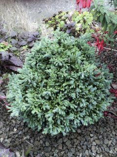 Chamaecyparis lawsoniana Rimpelaar - Cyprès de Lawson nain