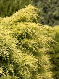 Juniperus chinensis Golden Saucer - Genévrier hybride Juniperus chinensis Golden Saucer - Genévrier hybride