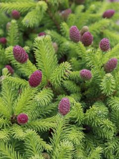 Epicea commun nain - Picea abies Pusch Epicea commun nain - Picea abies Pusch