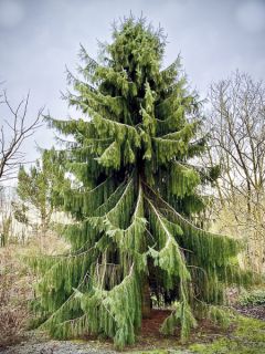 Picea breweriana - Epicéa de Brewer Picea breweriana - Epicéa de Brewer