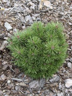 Pin de montagne 'Allgau'