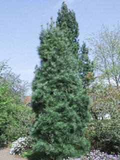 Pin de l'Himalaya - Pinus wallichiana Densa Hill