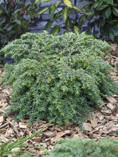 Pruche du Canada - Tsuga canadensis Nana