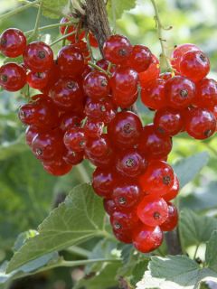 Groseillier 'Babette' Groseillier 'Babette'