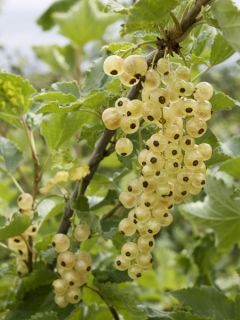Groseillier blanc 'Blanchette'