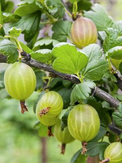 Groseiller à maquereau 'Tatjana'