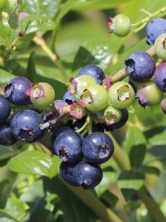 Myrtille d'Amérique 'Blue Dessert' Myrtille d'Amérique 'Blue Dessert'
