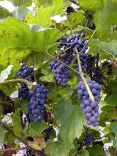 Vigne de l'amour Pot de 3L/4L Vigne de l'amour Pot de 3L/4L