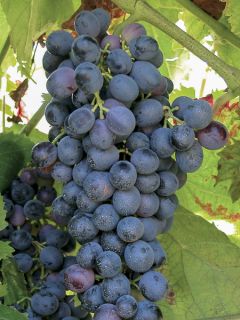 Vigne 'Attika' Vigne 'Attika'