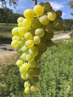 Vigne 'Picurka' Vigne 'Picurka'