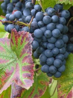 Vigne Regent Vigne Regent