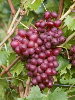 Vigne 'Vanessa' Vigne 'Vanessa'