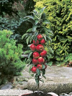 Pommier nain 'Roter Zwerg'