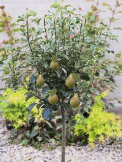 Poirier nain 'Louisa'