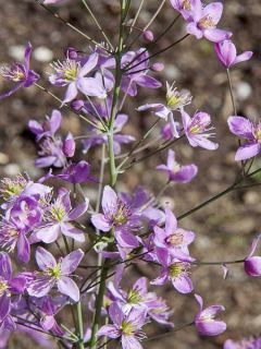 Pigamon 'Fairy Wings'