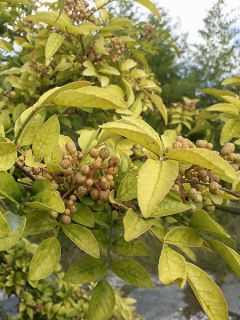Zanthoxylum coreanum - Poivrier coréen