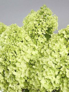Hortensia paniculé - Hydrangea paniculata Pandora